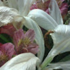 Meet your Posher, Cierra